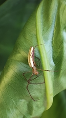 Tetragnatha laboriosa