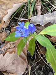 Gentiana saponaria