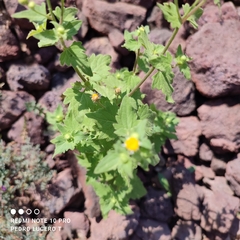 Perityle microglossa