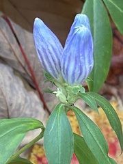 Gentiana saponaria