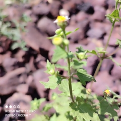 Perityle microglossa