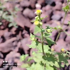 Perityle microglossa