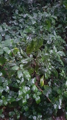 Justicia campylostemon