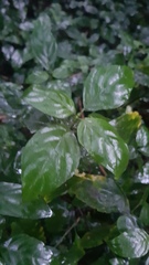 Justicia campylostemon