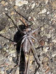 Tettigoniinae