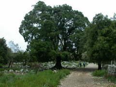 Quercus ilex