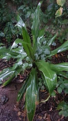 Dracaena aletriformis