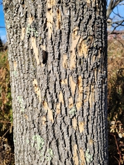 Agrilus planipennis
