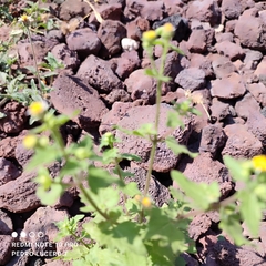 Perityle microglossa