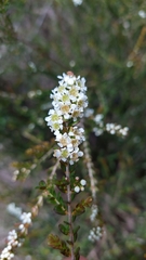 Triplarina bancroftii
