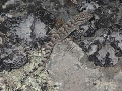 Tarentola mauritanica mauritanica