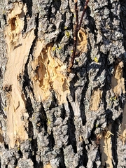 Agrilus planipennis