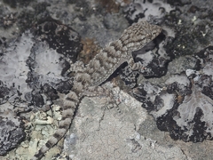 Tarentola mauritanica mauritanica