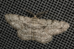 Hypomecis roboraria