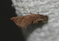 Glyphidoptera insignana