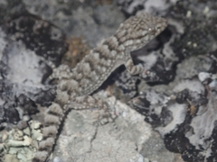 Tarentola mauritanica mauritanica