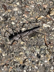 Tettigoniinae