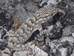 Tarentola mauritanica mauritanica