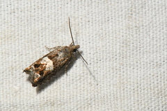 Epinotia solicitana