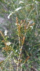 Triplarina bancroftii