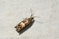 Epinotia solicitana