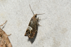 Epinotia solicitana