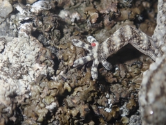 Tarentola mauritanica mauritanica