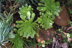 Aeonium canariense