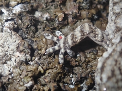 Tarentola mauritanica mauritanica