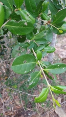Cyclophyllum coprosmoides
