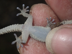 Tarentola mauritanica mauritanica