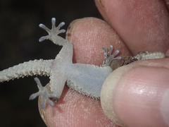 Tarentola mauritanica mauritanica