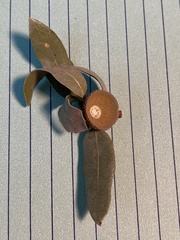 Quercus vacciniifolia