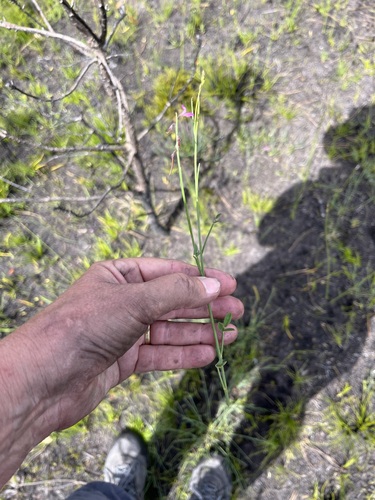 Image of Indigofera ionii by (c) Charleen Brunke, some rights reserved (CC BY)