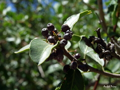 Aristotelia chilensis