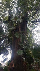 Philodendron lacerum