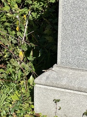 Podarcis siculus campestris