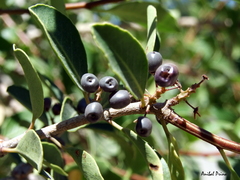 Aristotelia chilensis