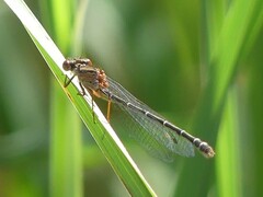 Xanthagrion erythroneurum