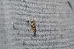 Bucculatrix canadensisella