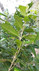 Cyclophyllum coprosmoides