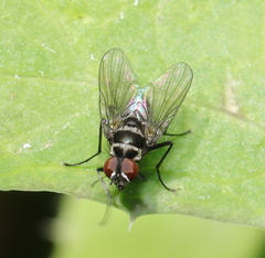 Limnophora