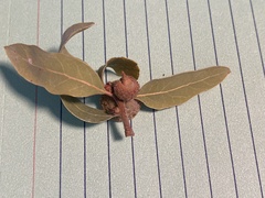 Quercus vacciniifolia