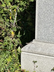 Podarcis siculus campestris