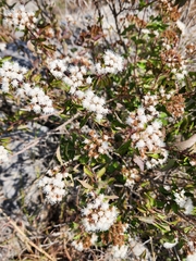 Ageratina havanensis