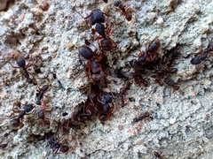 Camponotus rufipes