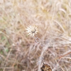 Eriophorum vaginatum