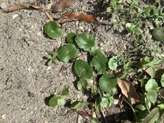 Hydrocotyle bonariensis
