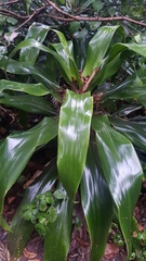 Dracaena aletriformis