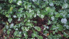 Isoglossa woodii